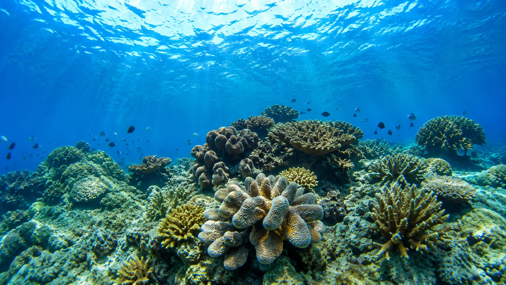Pulau Paku island reef snorkeling marine life Redang Island