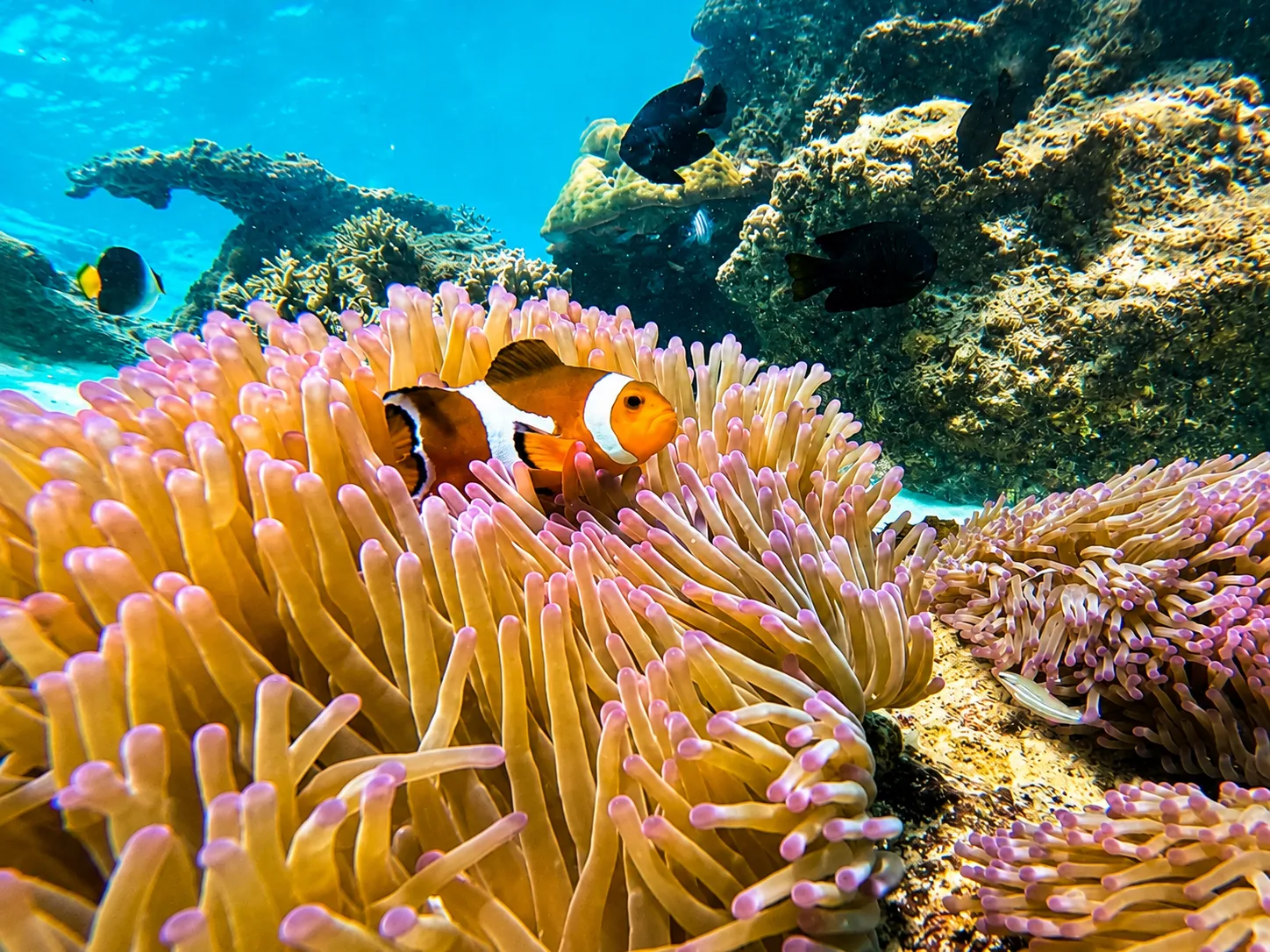 Teluk Dalam bay snorkeling Redang Island