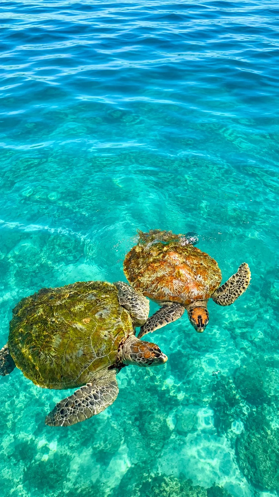 Turtle Point sea turtle snorkeling encounter Redang Island